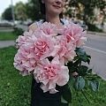 Французская роза