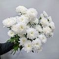 Белая кустовая хризантема