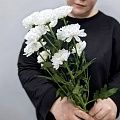 Белая кустовая хризантема