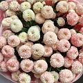 Букет из эксклюзивной кустовой хризантемы "Ньютон"