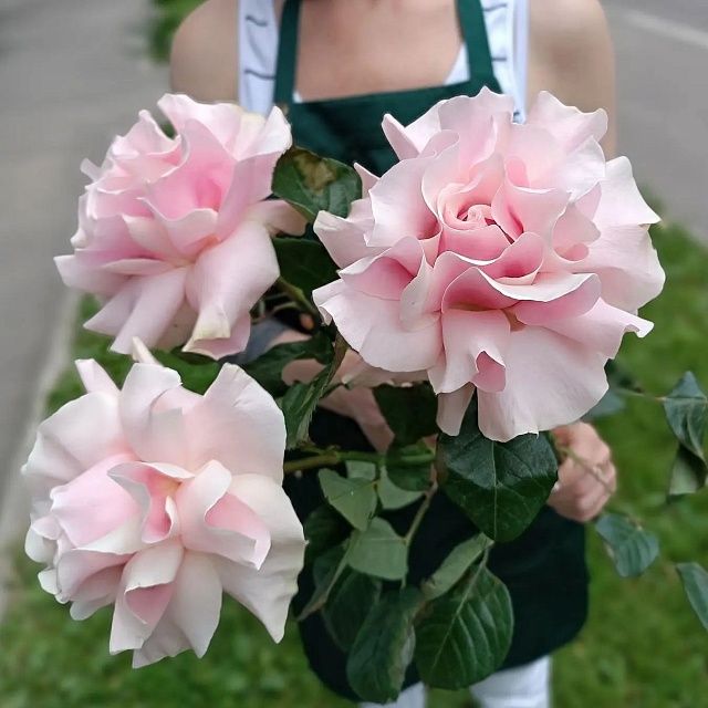 Французская роза
