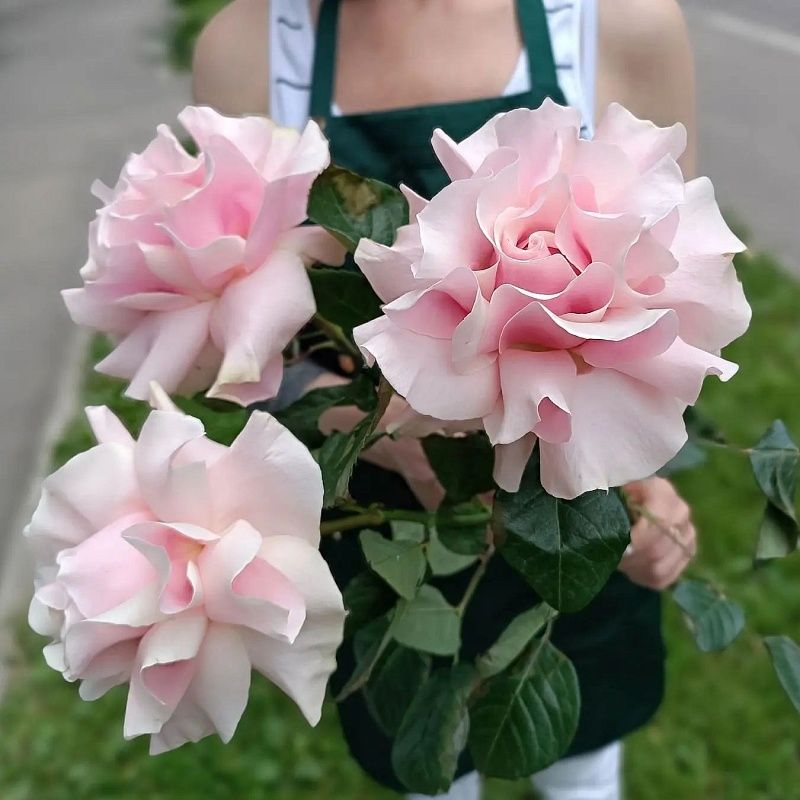Французская роза