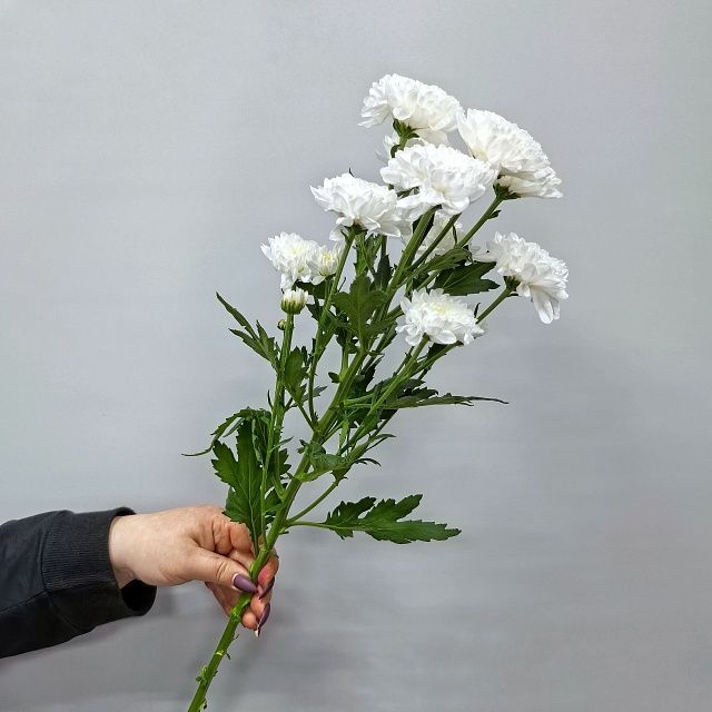 Белая кустовая хризантема