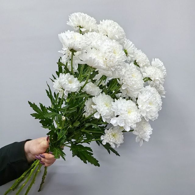 Белая кустовая хризантема