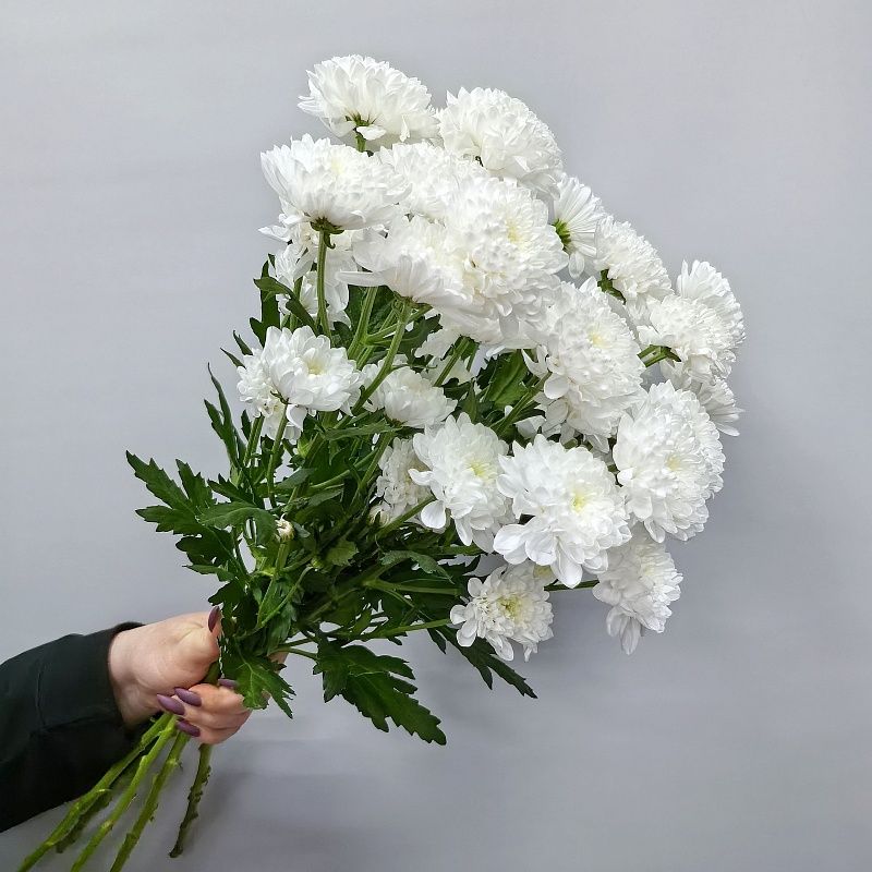 Белая кустовая хризантема