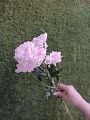 Розовая кустовая хризантема